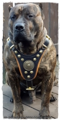 Hundegeschirr aus Leder - OSO